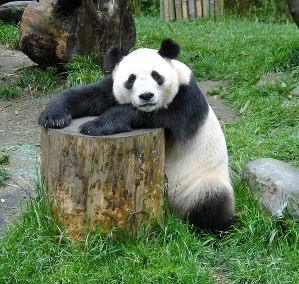 O Urso panda é um dos símbolos da China